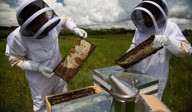 Local Honey vs Manuka Honey, which do I need?