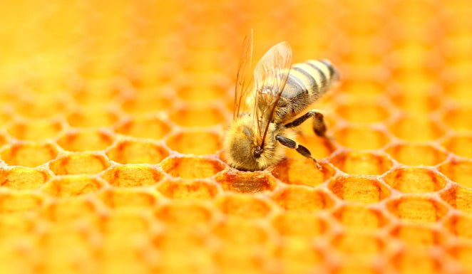 Manuka Honey Facts