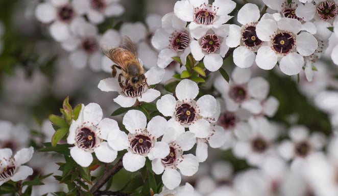 Why is bee venom so important for skincare?