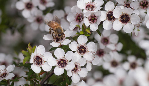 Why is bee venom so important for skincare?