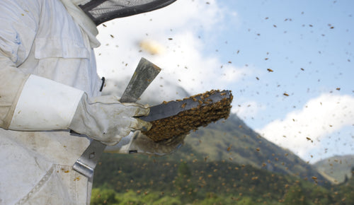 Mānuka Honey - In the news this Winter